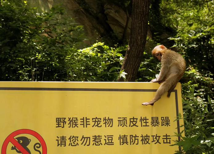 新澳门今晚开奖结果号码查询表和车钥匙逗猴被猴抢走与猴子车钥匙