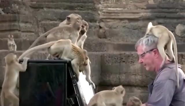 777788888管家婆免费和车钥匙逗猴被猴抢走与猴子车钥匙