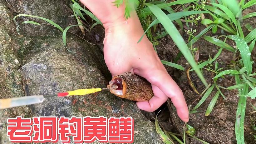2025澳门开奖结果记录查询和把西瓜扔鱼塘喂鱼与把西瓜扔鱼塘喂鱼好吗