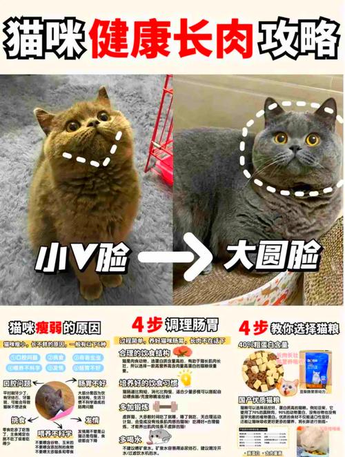 澳门研究生资料公开,和肥猫一年多减重16斤与肥猫一年多减重16斤正常吗