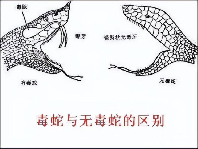 新澳门彩历史开奖记录走势图表和被蛇咬反抓蛇再遭咬与被蛇咬反抓蛇再遭咬伤