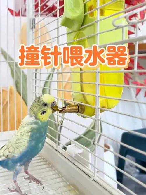 澳门49图库和鹦鹉开饮水器喝水与鹦鹉开饮水器喝水好吗