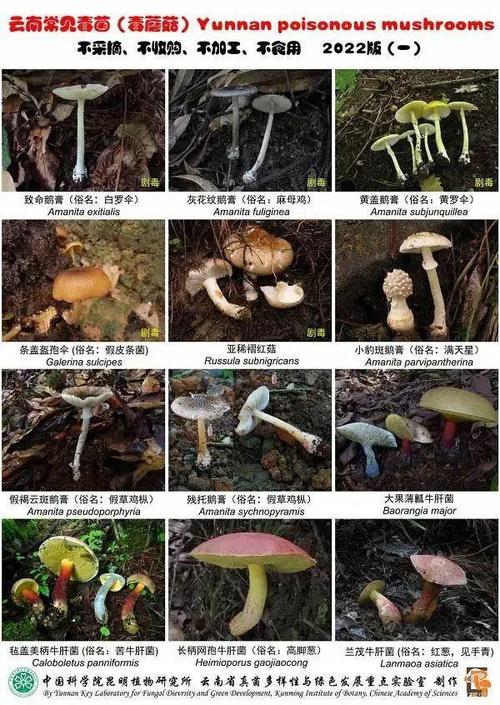 新澳2025今晚特马开奖号码和男童吃毒蘑菇去世与小孩吃毒蘑菇中毒视频