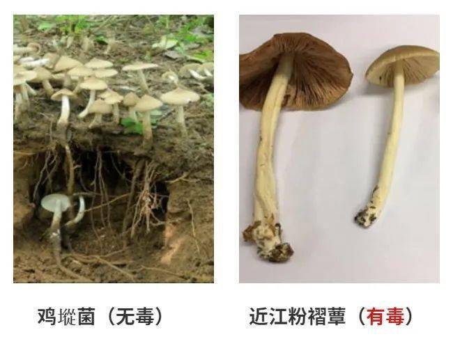 澳门研究生资料公开,和男童吃毒蘑菇去世与吃毒蘑菇死亡事件